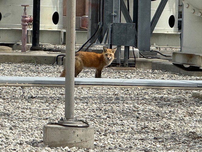 Fox3