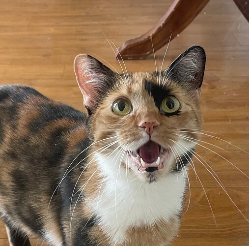 CC Cat
