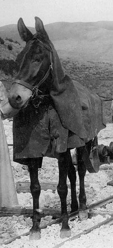 cropped - Sutro Tunnel mule train