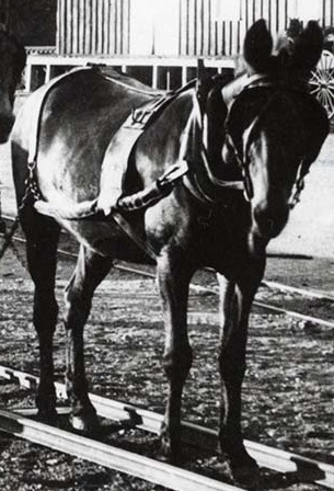 cropped - Mule-Team-Sutro-NV-43667 - Copy