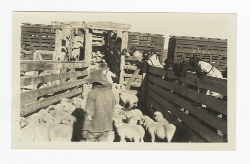 herd 6