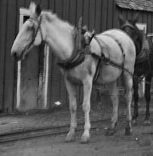 cropped - Sutro mules, from Nevada Ghost Towns & Beyond - Copy
